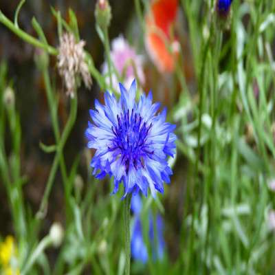 International Flower Festival Travel